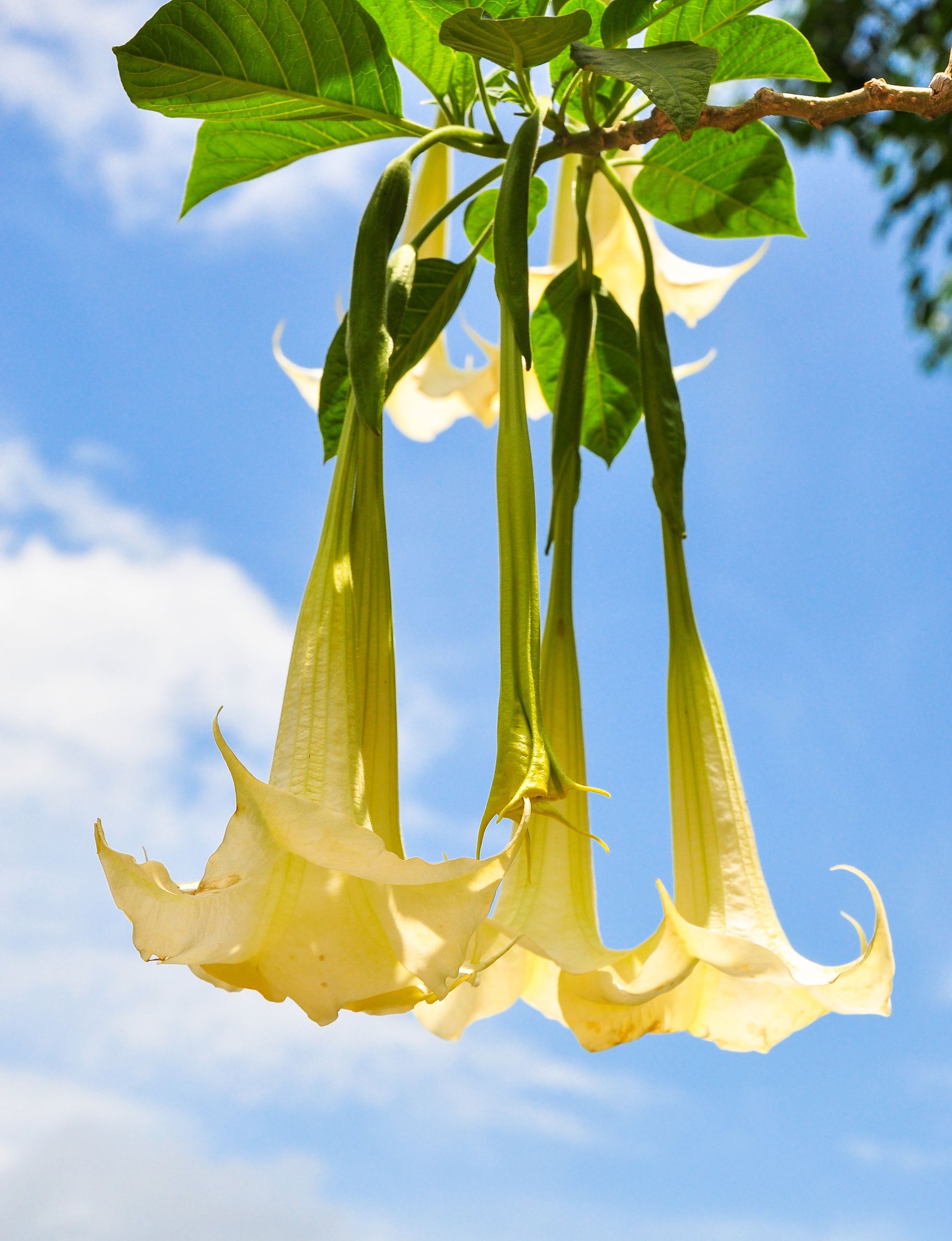 Angels Trumpet Brugmansia spp. 