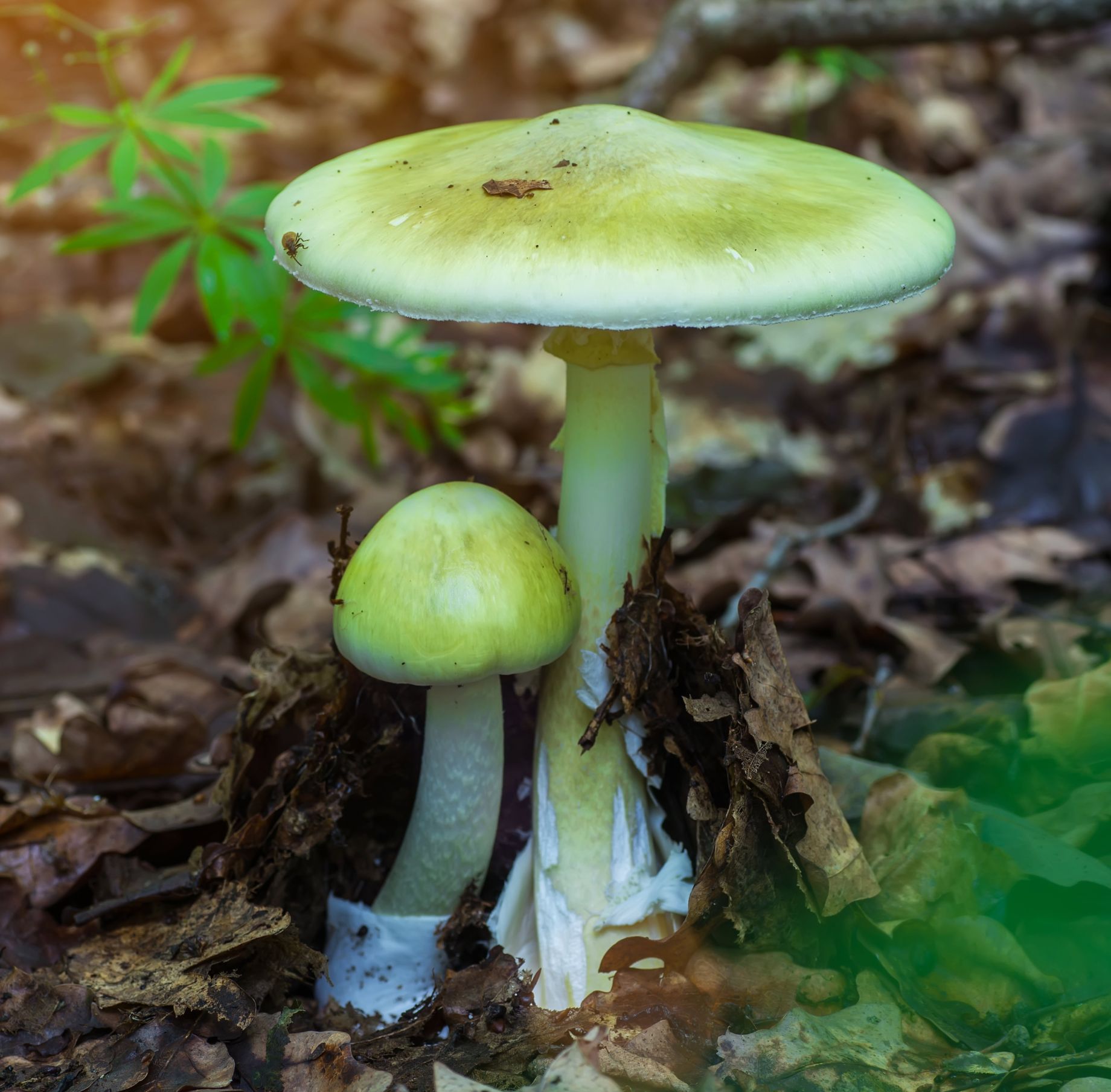 Death Cap, Amanita Phalloides