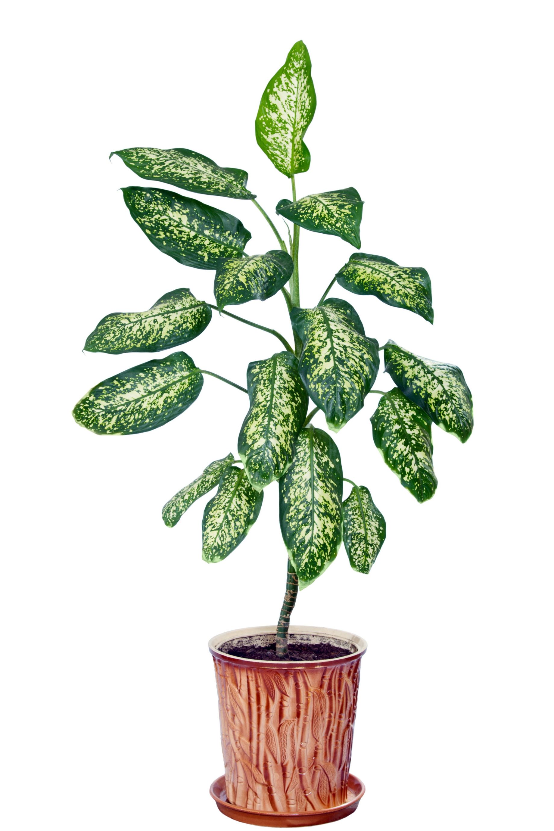 Dumbcane, Dieffenbachia spp.