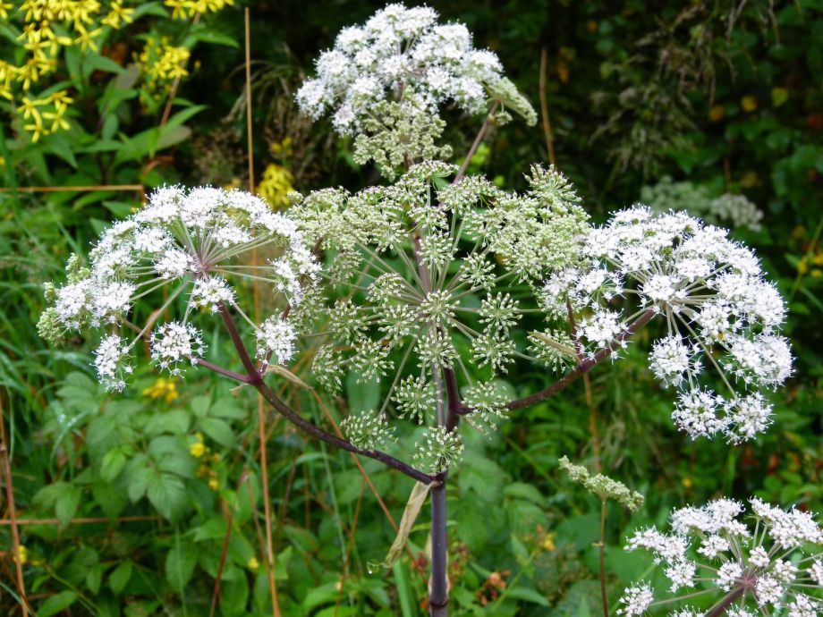 Poison Hemlock, Conium maculatu