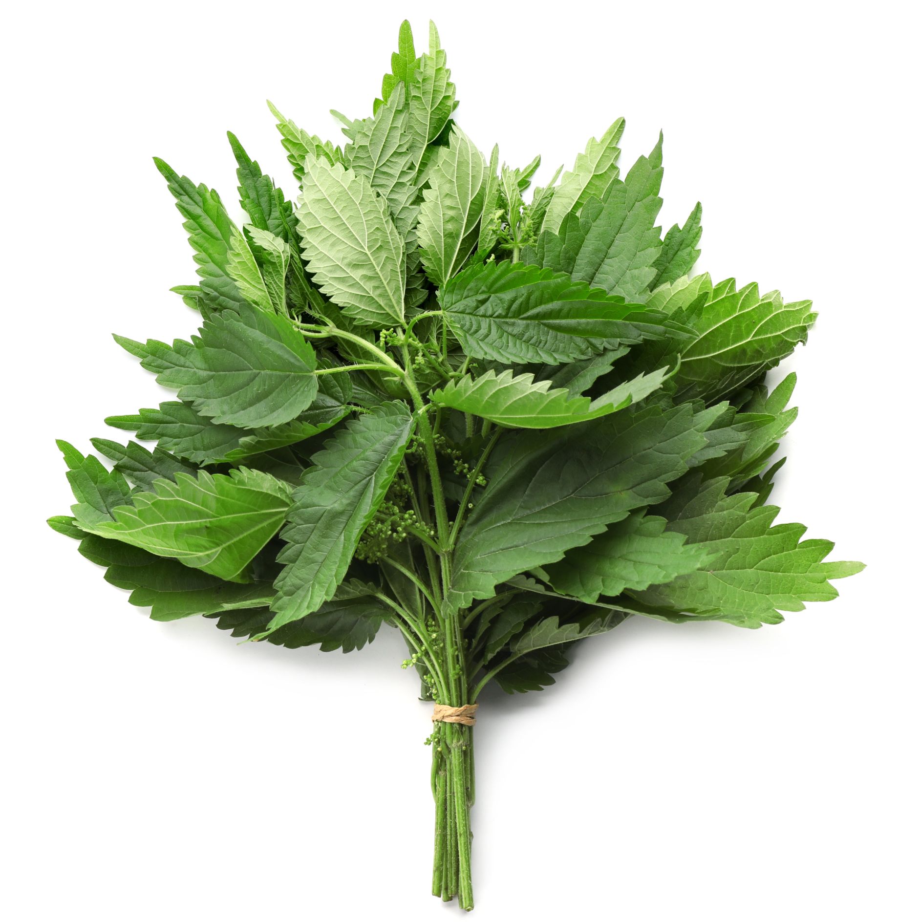 Stinging Nettle, Urtica dioica