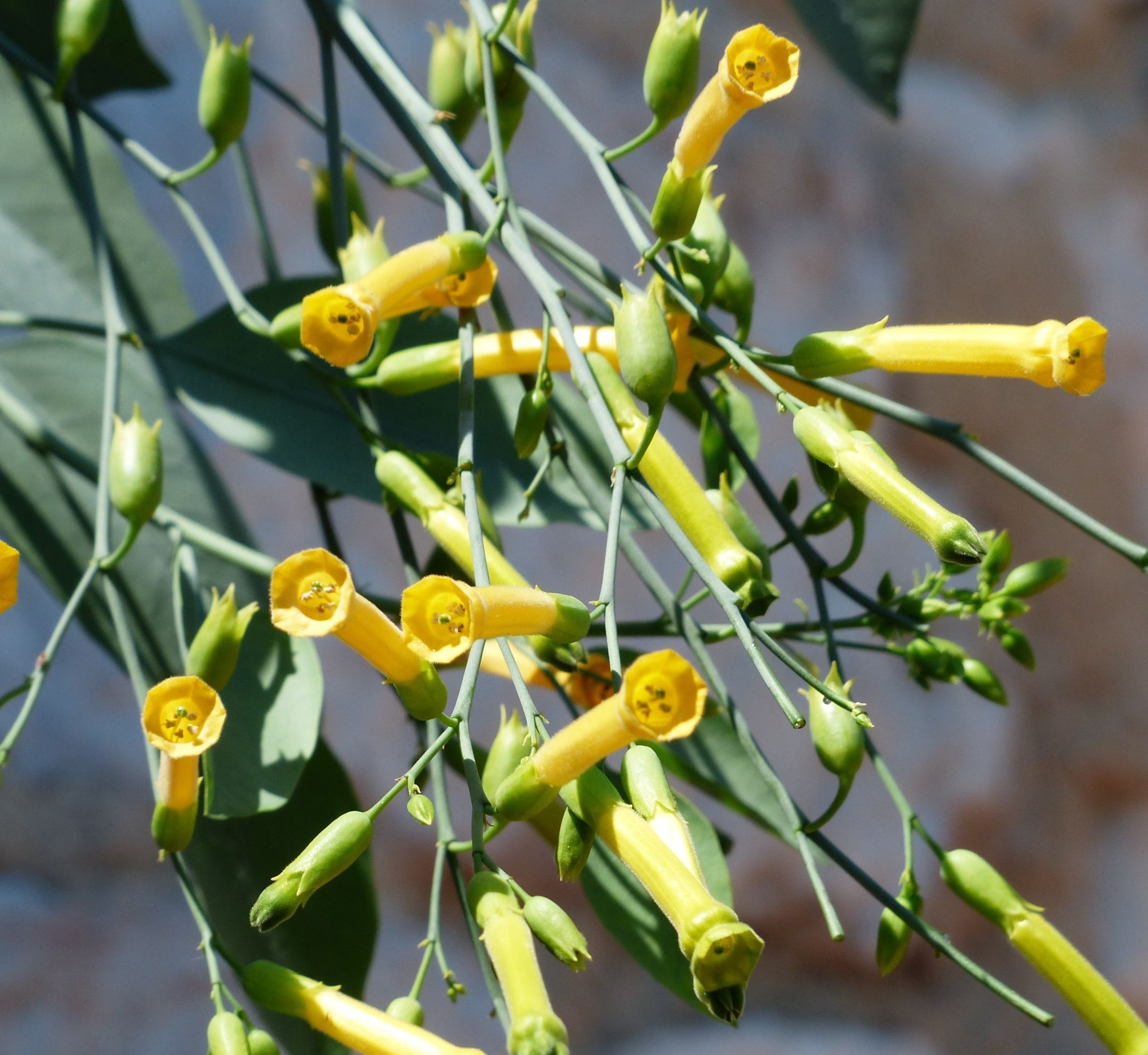 Tobacco, Nicotiana spp.