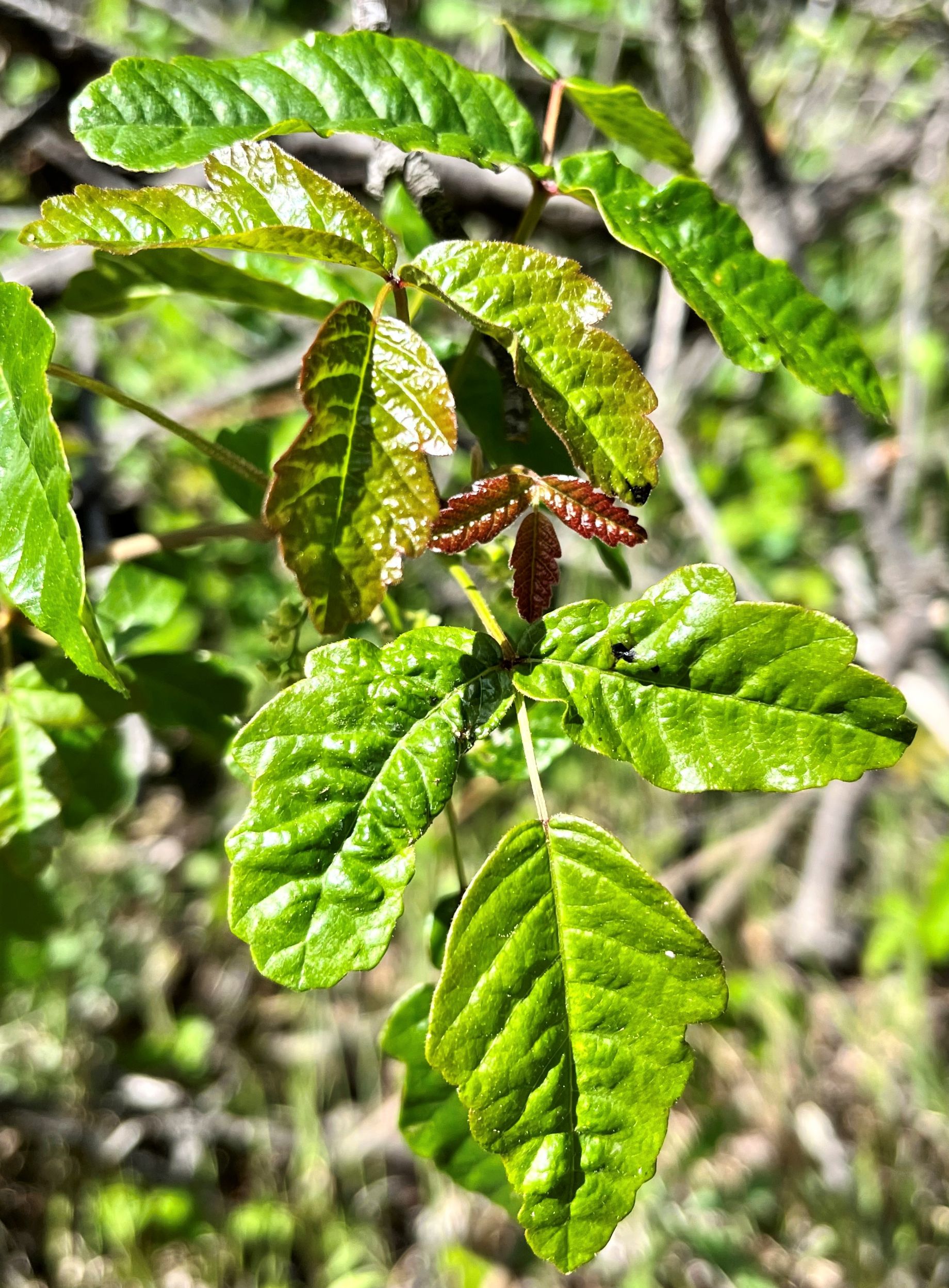 Poison Oak Detailed Image